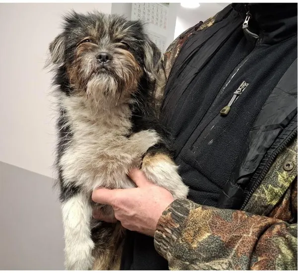 Znaleziono psa, Toruń, 22 stycznia 2026