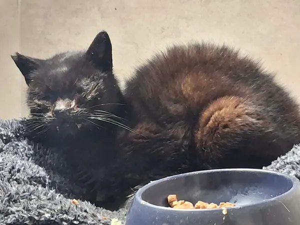 Znaleziono kota, Sosnowiec, 23 stycznia 2026