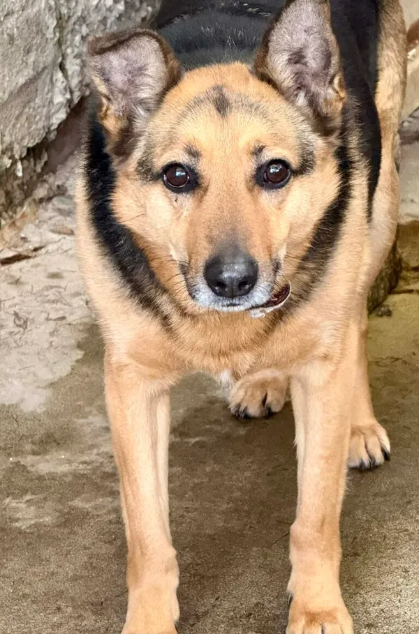 Pies do adopcji, Jelenia Góra, 2 sierpnia 2019