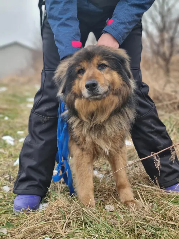 Pies do adopcji, Żywiec, 25 stycznia 2026 (2/5)