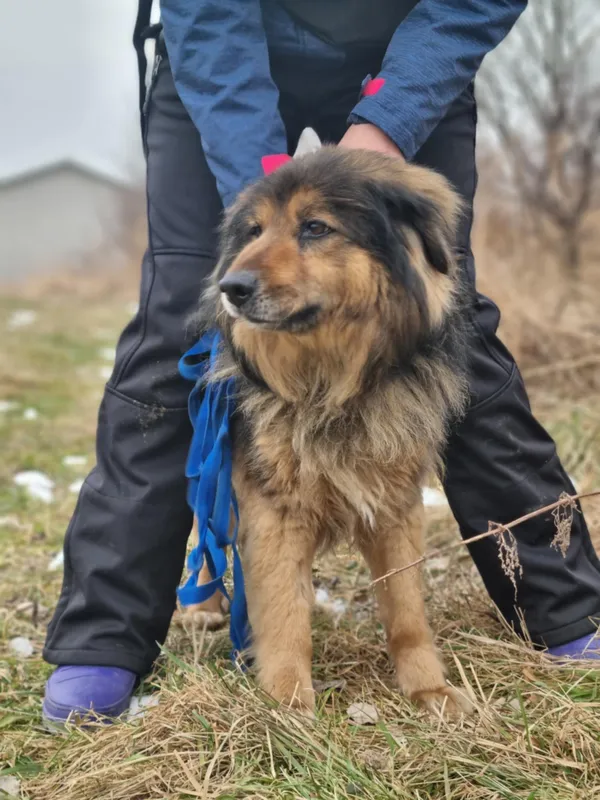 Pies do adopcji, Żywiec, 25 stycznia 2026 (3/5)