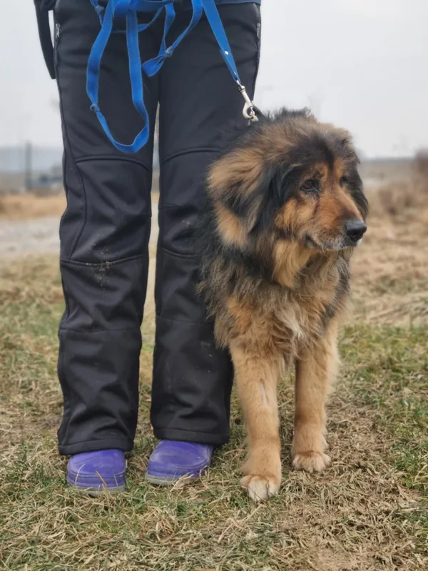 Pies do adopcji, Żywiec, 25 stycznia 2026 (5/5)