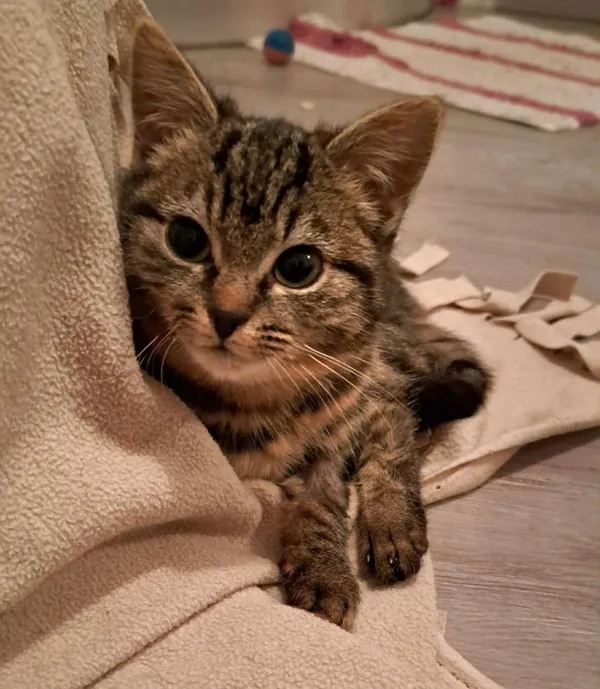 Kot do adopcji, Głowno, 25 stycznia 2026 (1/2)