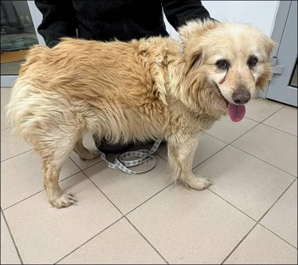 Znaleziono psa, Grudziądz, 25 stycznia 2026