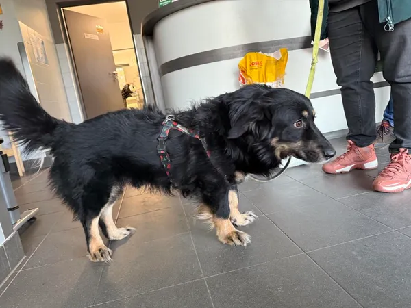 Znaleziono psa, Bydgoszcz, 19 stycznia 2026