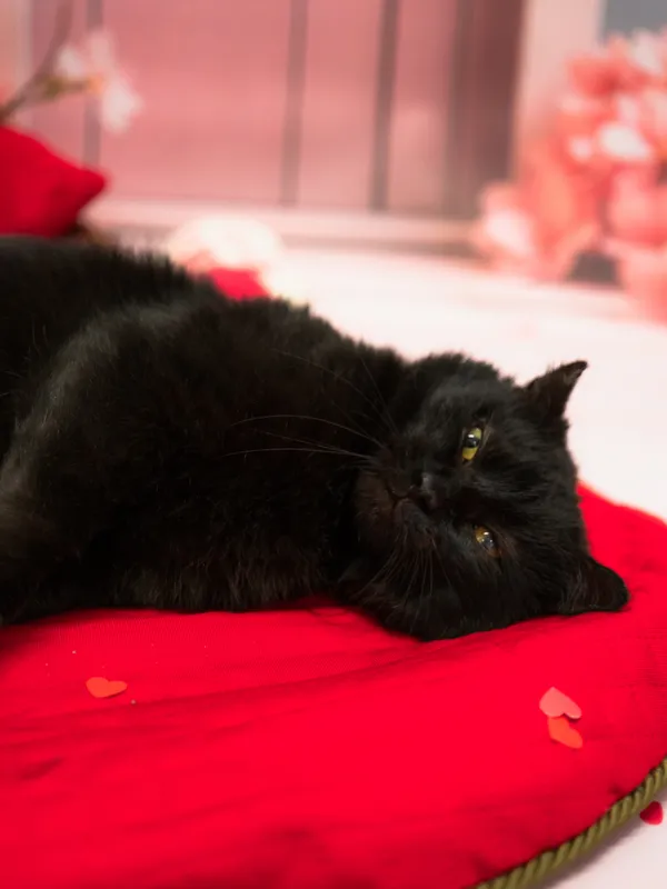 Znaleziono kota, Sosnowiec, 15 stycznia 2026 (2/5)