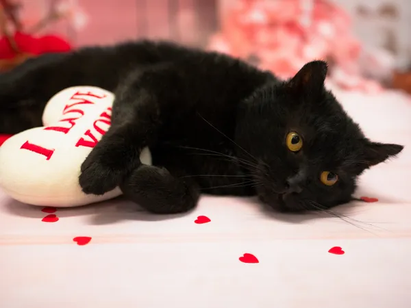 Znaleziono kota, Sosnowiec, 15 stycznia 2026 (3/5)