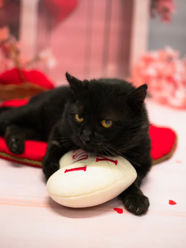 Znaleziono kota, Sosnowiec, 15 stycznia 2026 (4/5)