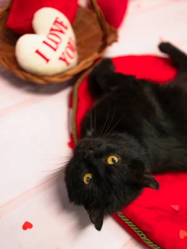 Znaleziono kota, Sosnowiec, 15 stycznia 2026 (5/5)