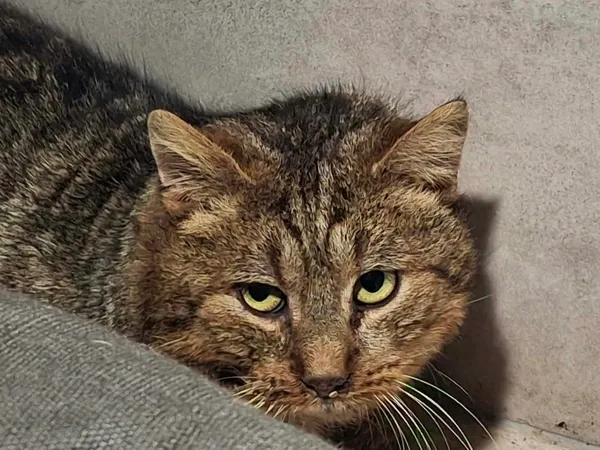 Znaleziono kota, Sosnowiec, 23 stycznia 2026