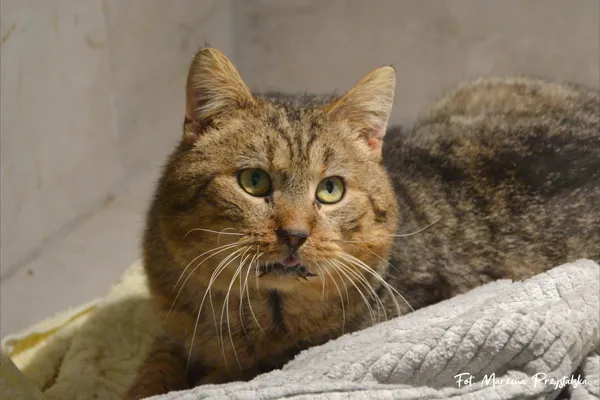 Znaleziono kota, Sosnowiec, 23 stycznia 2026 (1/3)