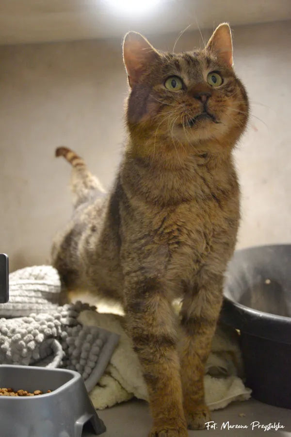 Znaleziono kota, Sosnowiec, 23 stycznia 2026 (2/3)