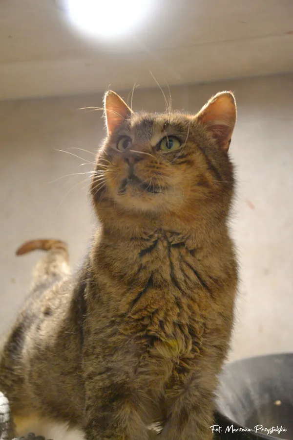 Znaleziono kota, Sosnowiec, 23 stycznia 2026 (3/3)