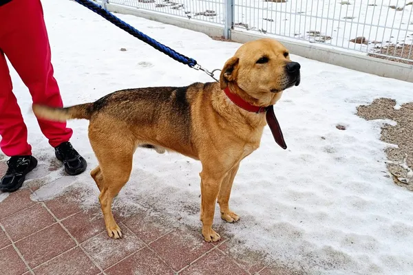 Znaleziono psa, Wałbrzych, 20 stycznia 2026 (2/3)