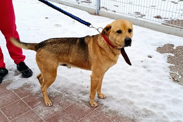 Znaleziono psa, Wałbrzych, 20 stycznia 2026 (3/3)