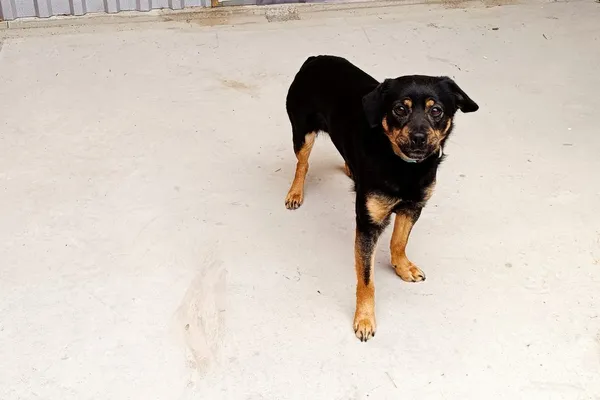 Znaleziono psa, Wałbrzych, 18 stycznia 2026 (1/2)