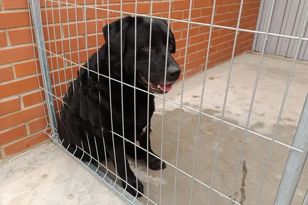 Znaleziono psa, Wałbrzych, 17 stycznia 2026 (2/2)