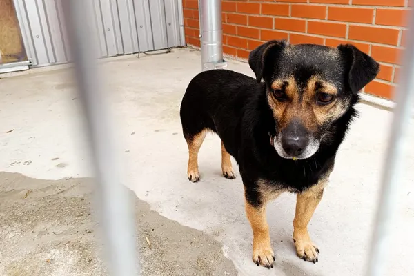 Znaleziono psa, Wałbrzych, 16 stycznia 2026