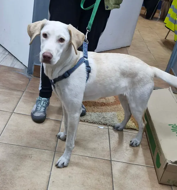 Znaleziono psa, Sosnowiec, 23 stycznia 2026