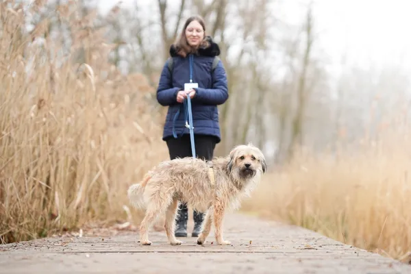 Znaleziono psa, Sosnowiec, 22 stycznia 2026 (1/5)