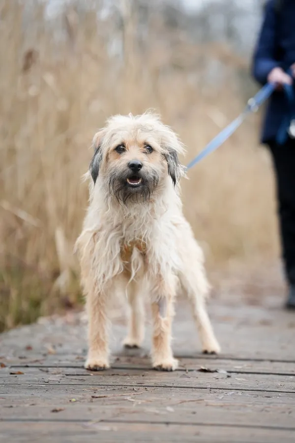 Znaleziono psa, Sosnowiec, 22 stycznia 2026 (4/5)