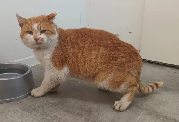 Znaleziono kota, Pieckowo, 23 stycznia 2026 (1/2)