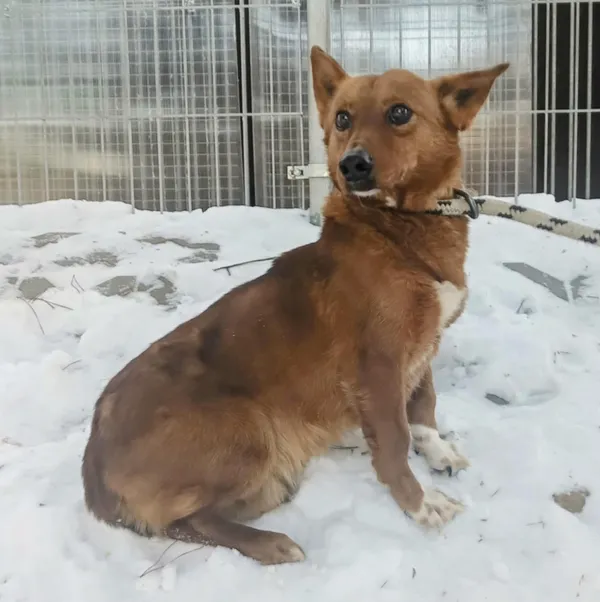 Znaleziono psa, Pieckowo, 22 stycznia 2026 (1/2)