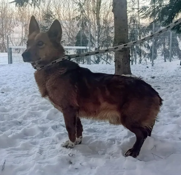 Znaleziono psa, Pieckowo, 22 stycznia 2026 (2/2)