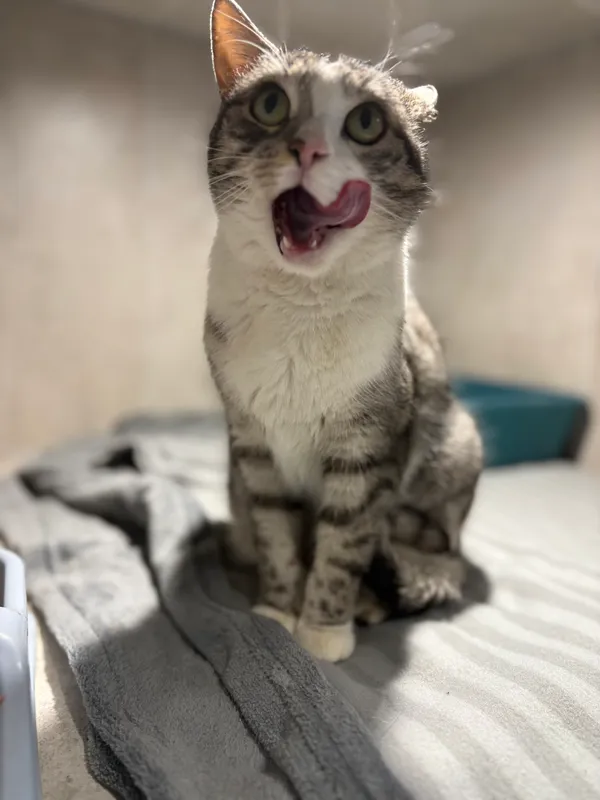 Znaleziono kota, Sosnowiec, 20 stycznia 2026 (1/5)