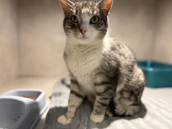 Znaleziono kota, Sosnowiec, 20 stycznia 2026 (3/5)