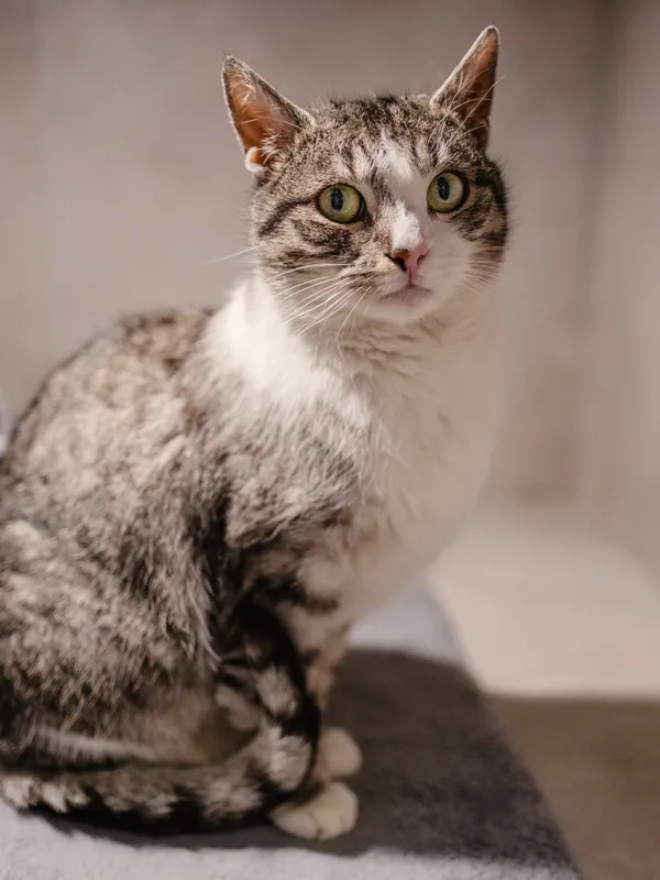 Znaleziono kota, Sosnowiec, 20 stycznia 2026 (4/5)