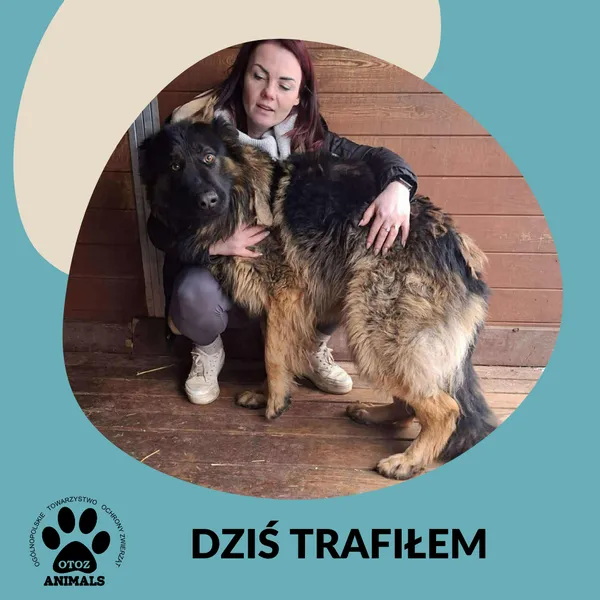 Znaleziono psa, Dąbrówka, 23 stycznia 2026