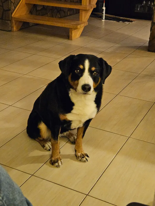 Zaginął pies, Żarki-Letnisko, 26 stycznia 2026 (2/3)