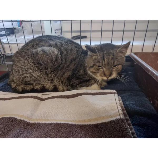 Znaleziono kota, Białystok, 21 stycznia 2026