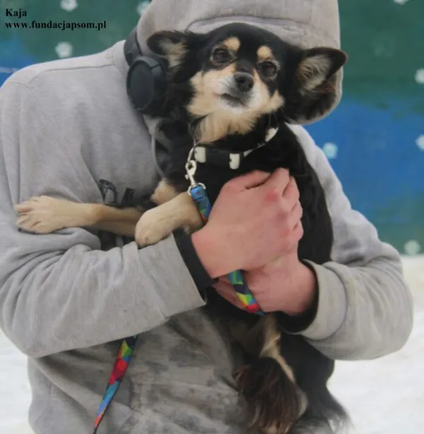 Pies do adopcji, Nowy Dwór Mazowiecki, 26 stycznia 2026 (2/5)