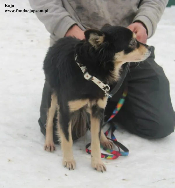 Pies do adopcji, Nowy Dwór Mazowiecki, 26 stycznia 2026 (4/5)