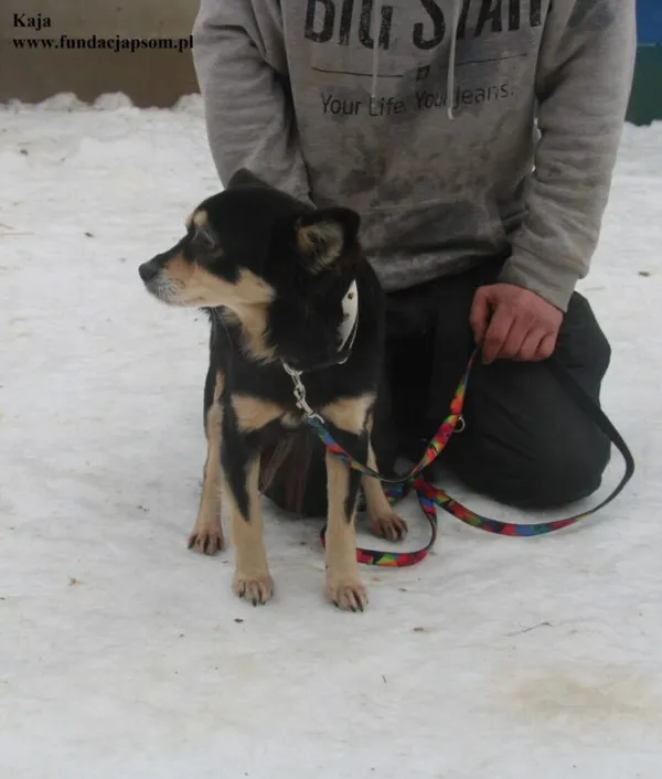 Pies do adopcji, Nowy Dwór Mazowiecki, 26 stycznia 2026 (5/5)