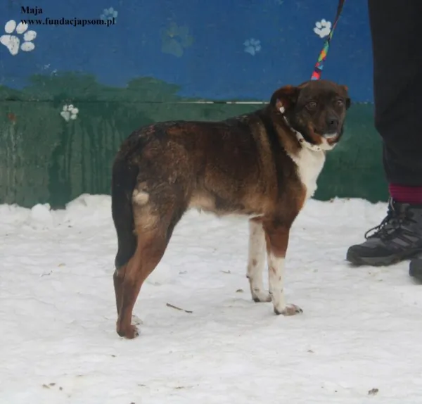 Pies do adopcji, Nowy Dwór Mazowiecki, 26 stycznia 2026 (2/5)