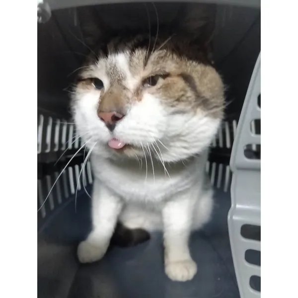 Znaleziono kota, Białystok, 24 stycznia 2026