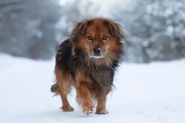 Pies do adopcji, Nowodwór, 25 stycznia 2026 (1/5)