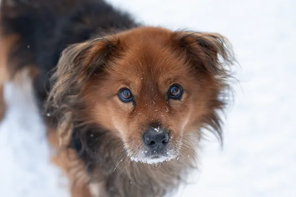 Pies do adopcji, Nowodwór, 25 stycznia 2026 (3/5)