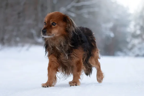 Pies do adopcji, Nowodwór, 25 stycznia 2026 (4/5)