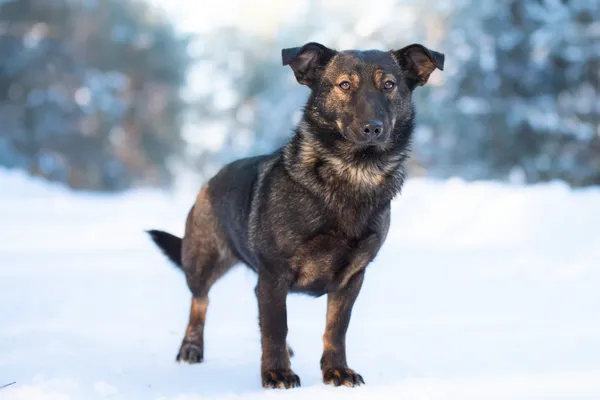 Pies do adopcji, Nowodwór, 25 stycznia 2026 (4/5)