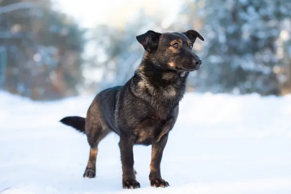 Pies do adopcji, Nowodwór, 25 stycznia 2026 (5/5)