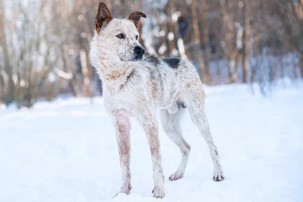 Pies do adopcji, Nowodwór, 25 stycznia 2026 (1/5)