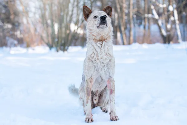 Pies do adopcji, Nowodwór, 25 stycznia 2026 (4/5)