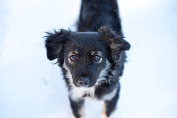 Pies do adopcji, Nowodwór, 25 stycznia 2026 (3/5)