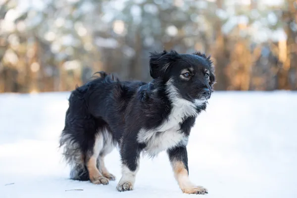 Pies do adopcji, Nowodwór, 25 stycznia 2026 (4/5)