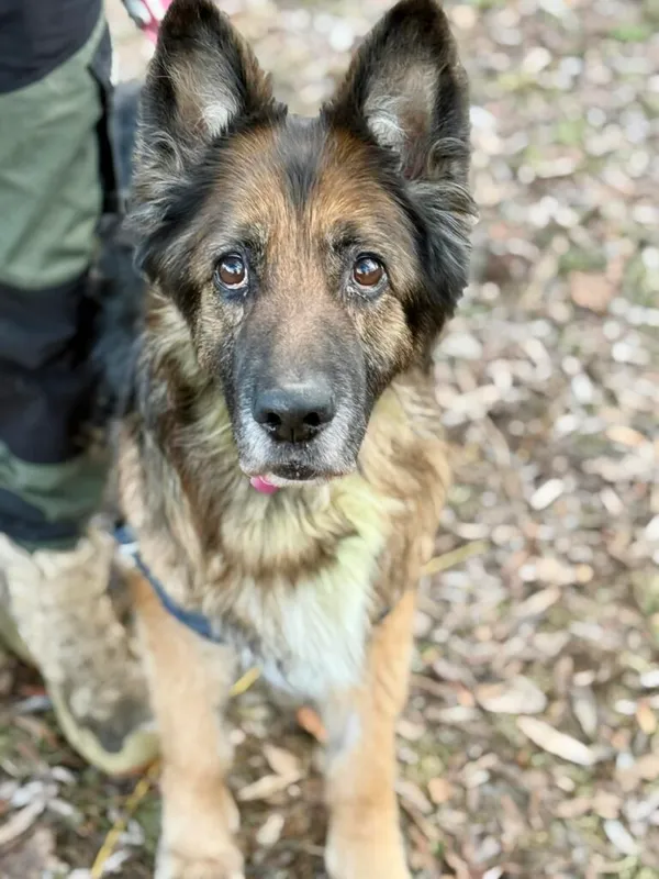 Pies do adopcji, Jelenia Góra, 31 grudnia 2025 (1/3)