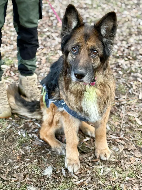 Pies do adopcji, Jelenia Góra, 31 grudnia 2025 (3/3)